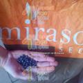 Mirasol seed - семена подсолнечника устойчивые к заразихе